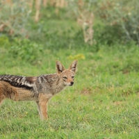 Szakal  czaprakowy - Canis mesomelas - Black-backed Jackal