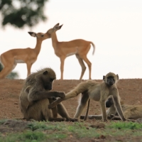 Pawian niedźwiedzi - Papio ursinus - Chacma babo