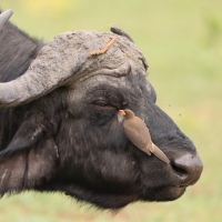 Bawół afrykański - Syncerus caffer - African buffalo