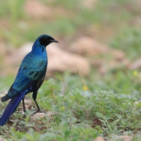 Błyszczak ciemny - Lamprotornis mevesii - Meves's Starling