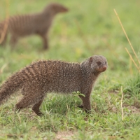 Mangusta pręgowana - Mungos mungo - Banded mangoose