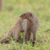 Mangusta pręgowana - Mungos mungo - Banded mangoose