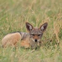 Antylopowiec szablorogi - Hippotragus niger - Sable antelope