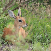 Antylopik zwyczajny - Raphicerus campestris - Steenbok