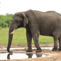 Słoń afrykański - Loxodonta africana -  African savanna elephant 