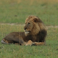 Lew afrykański - Panthera leo - Lion 