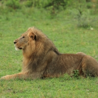 Lew afrykański - Panthera leo - Lion 