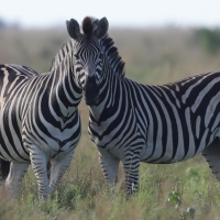 Zebra stepowa - Equus quagga - Common zebra