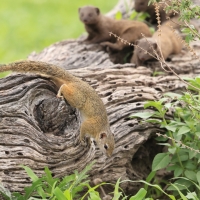 Zaroślarka akacjowa - Paraxerus cepapi - Smith's bush squirrel