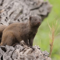  Mangusteczka karłowata - Helogale parvula -Dwarf mangust 