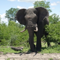 Słoń afrykański - Loxodonta africana -  African savanna elephant 