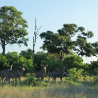 Kudu wielkie - Tragelaphus strepsiceros - Greater kudu