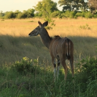 Kudu wielkie - Tragelaphus strepsiceros - Greater kudu