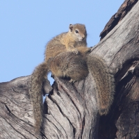 Zaroślarka akacjowa - Paraxerus cepapi - Smith's bush squirrel