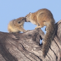 Zaroślarka akacjowa - Paraxerus cepapi - Smith's bush squirrel