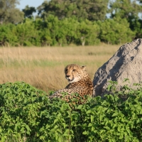 Gepard grzywiasty - Acinonyx jubatus - Cheetah