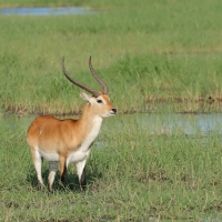 Kob moczarowy - Kobus leche - Southern Lechwe