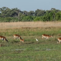 Kob moczarowy - Kobus leche - Southern Lechwe