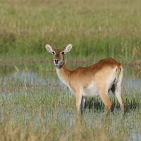 Kob moczarowy - Kobus leche - Southern Lechwe