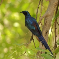 Błyszczak ciemny - Lamprotornis mevesii - Meves's Starling