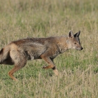 Szakal pręgowany - Canis adustus - Side-striped Jackal