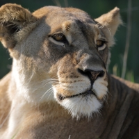 Lew afrykański - Panthera leo - Lion 