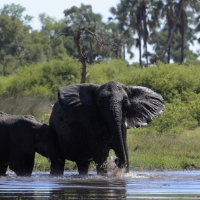 Słoń afrykański - Loxodonta africana -  African savanna elephant 