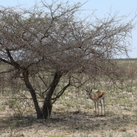 Skocznik antylopi - Antidorcas marsupialis - Springbok