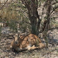 Antylopik zwyczajny - Raphicerus campestris - Steenbok