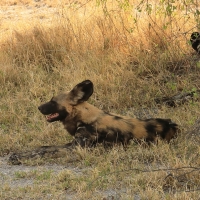Likaon pstry - Lycaon pictus - African Wild Dog