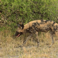 Likaon pstry - Lycaon pictus - African Wild Dog