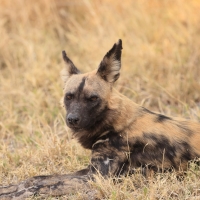 Likaon pstry - Lycaon pictus - African Wild Dog