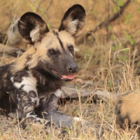 Likaon pstry - Lycaon pictus - African Wild Dog