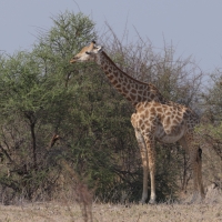 Żyrafa południowa - Giraffa giraffa - Southern giraffe
