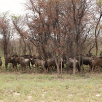 Gnu pręgowane - Connochaetes taurinus - Blue wildebeest