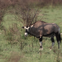Oryks południowy - Oryx gazella - Gemsbok