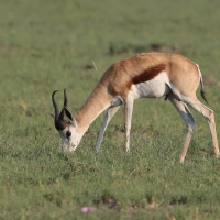 Skocznik antylopi - Antidorcas marsupialis - Springbok