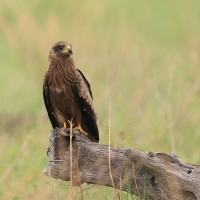 Kania czarna - Milvus migrans - Black Kite