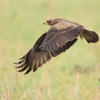 Kania czarna - Milvus migrans - Black Kite