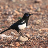 Sroka gołooka - Pica mauritanica - Maghreb Magpie