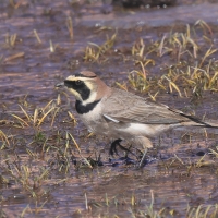 Górniczek - Eremophila alpestris - Horned Lark