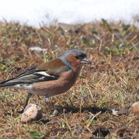 Zięba - Fringilla coelebs - Common Chaffinch