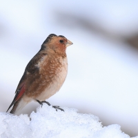 Gilak ciemnogłowy - Rhodopechys sanguineus - Eastern Crimson-winged Finch