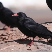 Wrończyk - Pyrrhocorax pyrrhocorax - Red-billed Chough