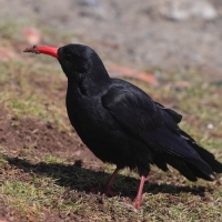 Wrończyk - Pyrrhocorax pyrrhocorax - Red-billed Chough