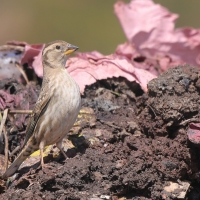 Wróbel skalny - Petronia petronia - Rock Sparrow