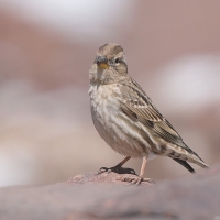 Wróbel skalny - Petronia petronia - Rock Sparrow