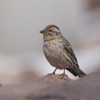 Wróbel skalny - Petronia petronia - Rock Sparrow