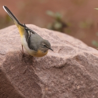Pliszka górska - Motacilla cinerea - Grey Wagtail