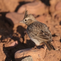 Dzierlatka iberyjska - Galerida theklae - Thekla's Lark